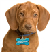 Dog wearing a dog tag