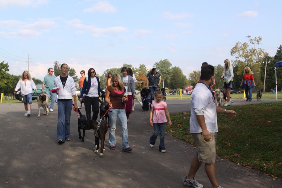 Crowd Walking Dogs