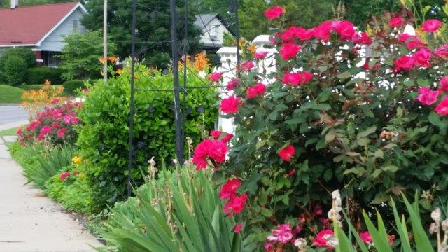 Flowers Along the Sidewalk