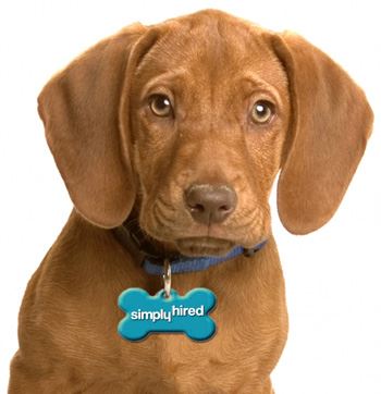 Dog wearing a dog tag